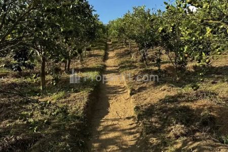 Jual Tanah Kebun Sangat Bagus di Kintamani Bangli Bali