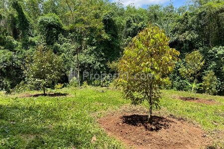 Jual Kebun Durian 1000m2 Harga 200 Juta Nego di Karanganyar Jawa Tengah