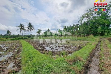 Sewa Tanah Sawah Produktif di Rejosari Banyuwangi Irigasi Aktif SHM
