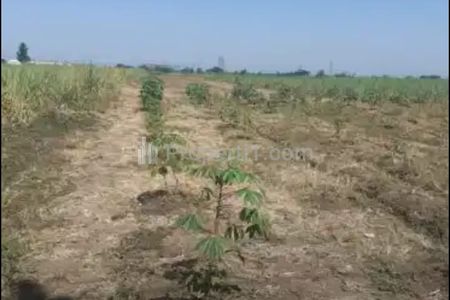 Jual Tanah Sawah Aktif di Dusun Winong Barat, Jombang, Jawa Timur