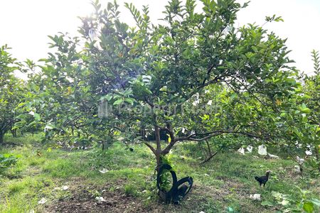 Jual Tanah 6670m² Kebun Jambu Siap Panen di Karangmalang Sragen