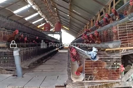 Jual Cepat Kandang Ayam Petelur di Karangploso Malang, Luas Tanah 5.262 m2