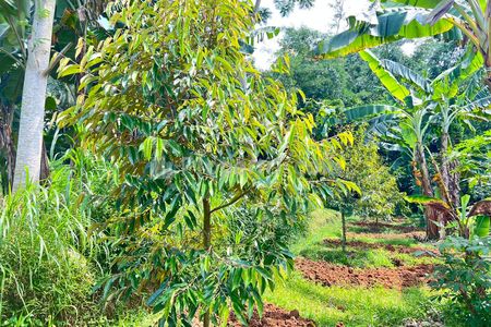 Jual Cepat Kebun Durian 1900m² Subur di Mojogedang Karanganyar