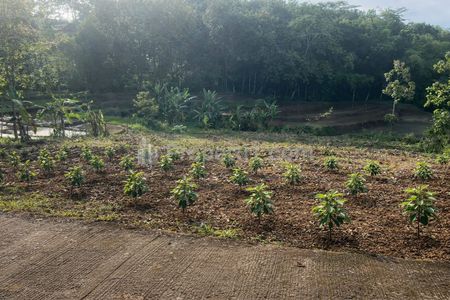 Dijual Tanah Kebun Alpukat 1517m2 Harga 250 Juta di Kerjo Karanganyar