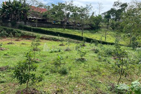 Jual Kebun Alpukat 250 Juta Udara Dingin di Tamansari Kerjo Karanganyar Jawa Tengah