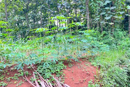 Dijual Tanah Datar 880m² 280 Juta di Mojogedang Karanganyar