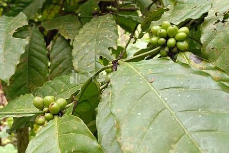 Dijual Kebun Kopi Produktif di Tajinan Malang