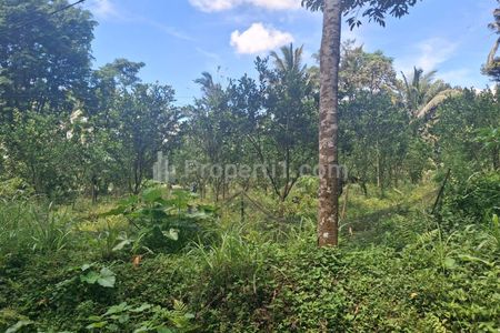 Jual Kebun Jeruk Produktif Pinggir Jalan Kampung di Tajinan Malang