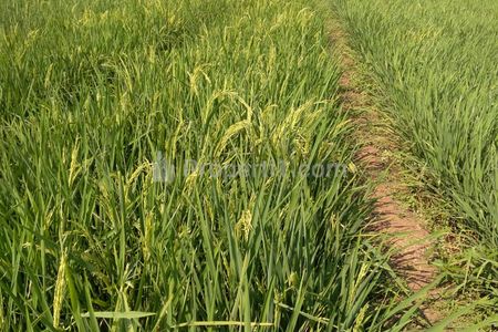 Jual Tanah Surat Ada Semua Atas Nama Sendiri di Pagaden, Subang