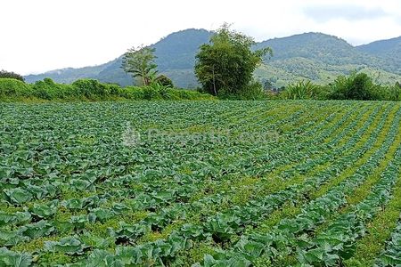 Jual Tanah 1.5 Hektar di Barus Jahe Berastagi - Cocok untuk Villa & Resort Mewah