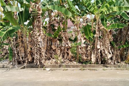 Dijual Tanah di Purnama 2 Pontianak Selatan, Dekat Jalan Utama, Akses Masuk Mobil