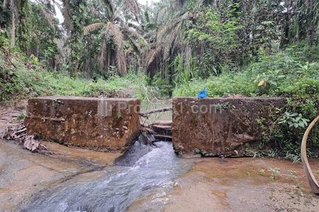 Jual Tanah Berupa Kebun Sawit Produktif 9,2 Hektar di Talun Kenas Deli Serdang - Bonus Durian Montong