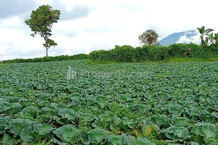 Dijual Tanah Perladangan 15.200m² di Barus Jahe Berastagi
