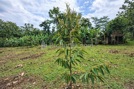 Dijual Tanah Kebun Durian Premium Musangking, Bawor & Duri Hitam