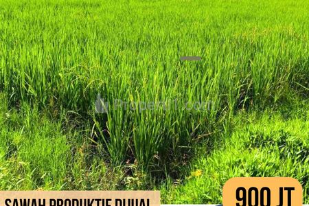 Dijual Lahan Sawah Produktif Luas 7000 m2 di Desa Jatibarang Kidul, Jatibarang, Brebes