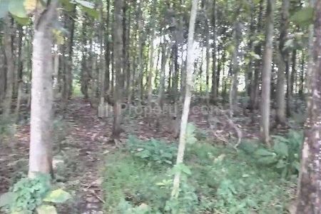 Dijual Tanah Kebun Jati di Jabung Malang