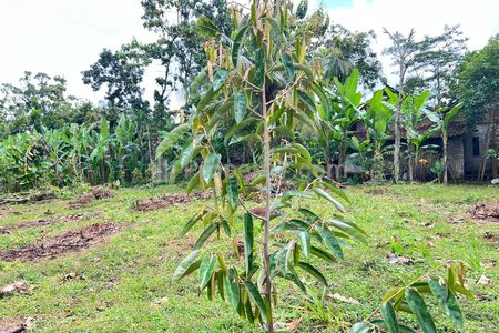 Dijual Tanah Kebun Durian Super Datar di Kerjo, Karanganyar, Jawa Tengah