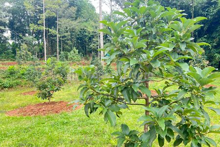 Dijual Tanah Subur Kebun Alpukat Bonus Pohon Durian di Kerjo, Karanganyar