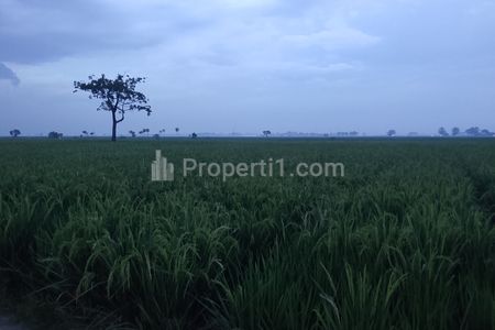 DIJUAL Tanah Lahan Pertanian Surat SHM, Luas 2 Hektaran Kampung Pulo Ampel, Desa Bantar Sari, Bekasi
