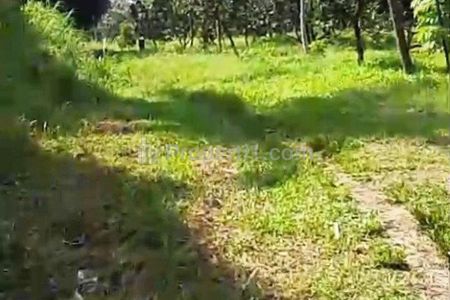 Dijual Tanah Kebun Alpukat Aligator Njambon Pakis Malang 16,2 Milyar