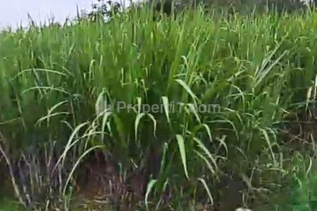Dijual Tanah Lahan Donomulyo Kepanjen Malang 37,5 Milyar