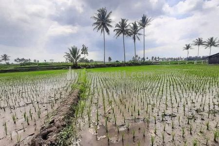 Dijual Tanah Sawah Sidorejo Jabung Malang 1,786 Milyar