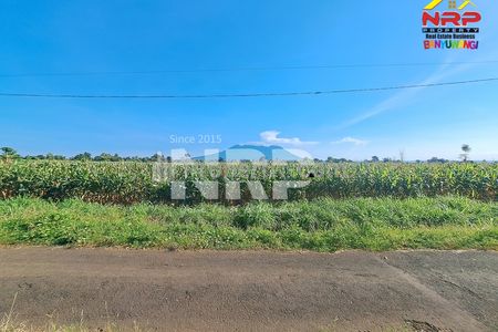 Jual Tanah Sawah 23.489 m² di Wongsorejo Banyuwangi, SHM, Akses Aspal, Tanah Subur
