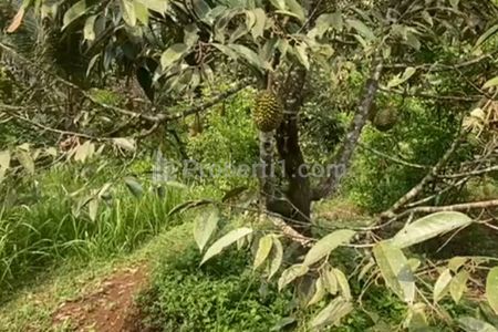 Jual Tanah Kebun Alpukat dan Anggur di Dareah Parung Kuda Sukabumi
