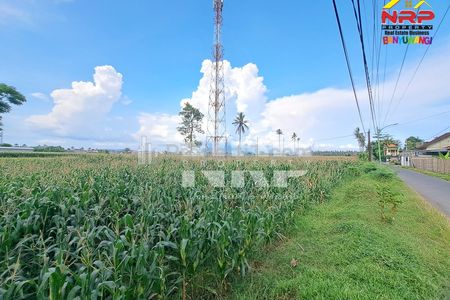 Jual Tanah Luas Sobo Banyuwangi Cocok Sawah Produktif Dekat Kota