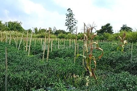 JUAL TANAH SHM DI DOLAT RAYAT BERASTAGI O8IZ643O4I89