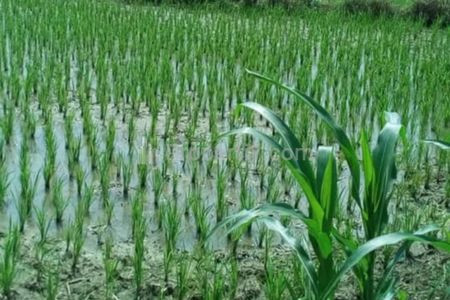 Jual Tanah Cepat, Butuh Uang untuk Kuliah di Menganti, Gresik