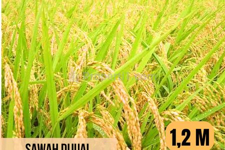 Dijual Tanah LT 5.500m2 di Slawi, Tegal, Jawa Tengah