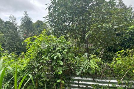 Jual Tanah Kebun Full Durian 1.63 Hektar (16300 m2) di Busungbiu Buleleng Bali
