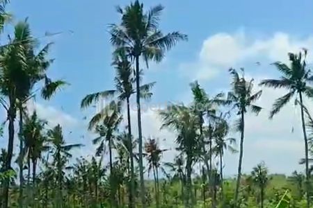 Jual Tanah Kebun Luas 7.7 Hektar / 770 Are / 77000 m2  Jembrana - Negara Bali