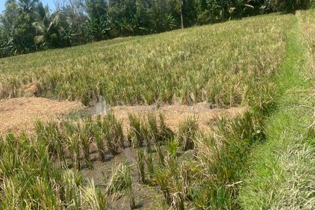 Dijual Tanah Sawah Produktif Dekat Air Panas di Penatahan Penebel Tabanan Bali