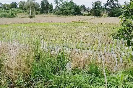 Tanah Dijual di Banjar Kalimantan Selatan Dekat Pasar Sabtu Sungai Tabuk Kota
