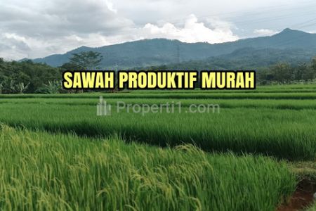 Sawah Produktif