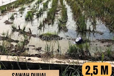 Jual Sawah Luas Tanah 3.700 m2 di Taman, Kab Pemalang, Jawa Tengah
