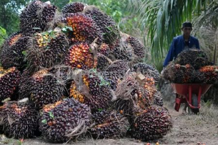 Jual Murah Kebun Kelapa Sawit SHM Luas 1000 Hektar, Sudah Tertanam 700 Hektar di Cikeusik Pandeglang Banten