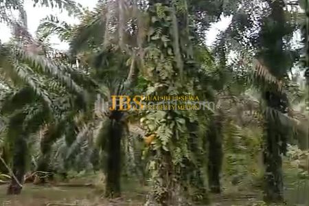 Dijual Tanah Kosong di Desa Bohorok - Daerah Langkat, Sumatera Utara